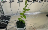 昆蟲電生理實驗——EPG昆蟲刺探電位儀